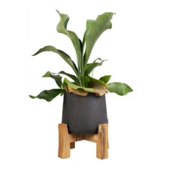 Platycerium Bifurcatum - Common Staghorn Fern -Plants Sale Store Platycerium Bifurcatum Common Staghorn Fern 12x40cm Patt Plant Pot Low Stand Black Washed 21x20cm 1