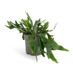 Platycerium Bifurcatum - Common Staghorn Fern -Plants Sale Store Platycerium Bifurcatum Common Staghorn Fern 17x35cm