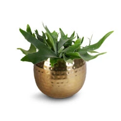 Platycerium Bifurcatum - Common Staghorn Fern -Plants Sale Store Platycerium Bifurcatum Common Staghorn Fern 17x35cm Kody Metal Pant Pots Set3