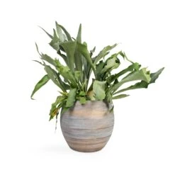Platycerium Bifurcatum - Common Staghorn Fern -Plants Sale Store Platycerium bifurcatum Common Staghorn Fern 17x35cm Dex Plant Pot Earth 28x25cm 82a9101b 42fb 4cfb a527 dfa04d738e75