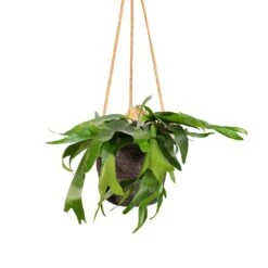 Platycerium Bifurcatum - Common Staghorn Fern -Plants Sale Store Platycerium bifurcatum Common Staghorn Fern 17x35cm Igmar Hanging Plant Basket Grey 19x17cm 9ede0a35 cdb3 4fd3 9565 b746d835c448