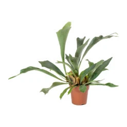 Platycerium Bifurcatum - Common Staghorn Fern -Plants Sale Store Platycerium bifurcatum Common Staghorn Fern