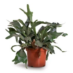 Platycerium Bifurcatum - Common Staghorn Fern -Plants Sale Store Platycerium bifurcatum Common Staghorn Fern 26x60cm