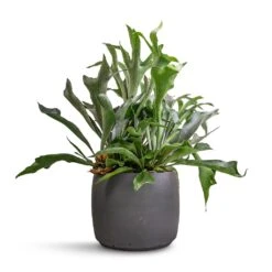 Platycerium Bifurcatum - Common Staghorn Fern -Plants Sale Store Platycerium bifurcatum Common Staghorn Fern 26x60cm Mini Valerie Plant Pot Black Washed 36x28cm