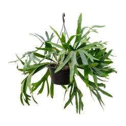 Platycerium Bifurcatum - Common Staghorn Fern -Plants Sale Store Platycerium bifurcatum Common Staghorn Fern 28x60cm