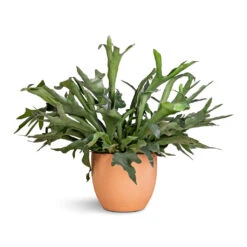 Terracotta Plant Pot -Plants Sale Store Platycerium bifurcatum Common Staghorn Fern 28x60cm Terracotta Plant Pot 38x33cm 2