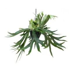 Platycerium Bifurcatum - Common Staghorn Fern -Plants Sale Store Platycerium bifurcatum Common Staghorn Fern Hanging Indoor Plant