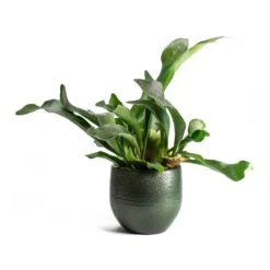 Zembla Plant Pot - Green 41 Zembla Plant Pot - Green -Plants Sale Store Platycerium bifurcatum Common Staghorn Fern Zembla Plant Pot