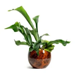 Platycerium Bifurcatum - Common Staghorn Fern -Plants Sale Store Platycerium bifurcatum Common Staghorn Fern kae cayenne plant pot