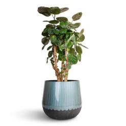 Ninthe Metal Plant Pot - Metallic Petrol -Plants Sale Store Polyscias Fabian Aralia Fabian 24x70cm Ninthe Metal Plant Pot Metallic Petrol 36x31cm 7089797b 9768 4dd7 8e43 0d43afab0e3a