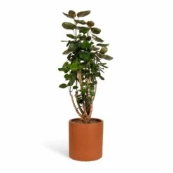 Max Refined Planter - Canyon Orange -Plants Sale Store Polyscias Fabian Aralia Fabian 24x80cm Max Refined Planter Canyon Orange 29x29.5cm 507b6ae3 0ced 42aa 8d2e f430ff64ff20