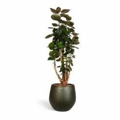Polyscias Fabian - Aralia Fabian 24 Polyscias Fabian - Aralia Fabian -Plants Sale Store Polyscias Fabian Aralia Fabian 24x80cm Noor Plant Pot Velvet Green 33x30cm