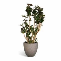 Grigio Egg Pot Planter - Natural Concrete -Plants Sale Store Polyscias Fabian Aralia Fabian 30x140cm Grigio Egg Pot Planter Natural Concrete 40x36cm 3e1984ba cea8 41c2 bb90 5d2565a22a5b