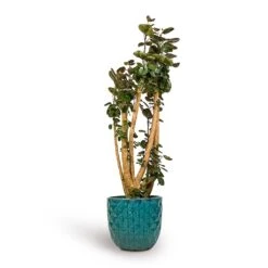 Polyscias Fabian - Aralia Fabian 28 Polyscias Fabian - Aralia Fabian -Plants Sale Store Polyscias Fabian Aralia Fabian 30x150cm Felix Planters Ocean Blue 37x33cm