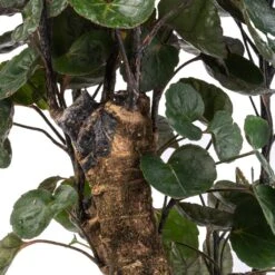 Polyscias Fabian - Aralia Fabian 20 Polyscias Fabian - Aralia Fabian -Plants Sale Store Polyscias Fabian Aralia Fabian SWATCH