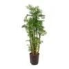 Polyscias Ming - Aralia - HydroCare -Plants Sale Store Polyscias Ming Aralia Hydroculture Indoor Plant