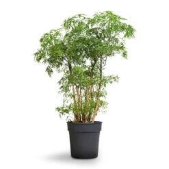 Polyscias Ming - Aralia Ming 26 Polyscias Ming - Aralia Ming -Plants Sale Store Polyscias Ming Aralia Ming 19x60cm