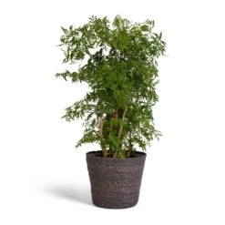 Polyscias Ming - Aralia Ming 19 Polyscias Ming - Aralia Ming -Plants Sale Store Polyscias Ming Aralia Ming 19x60cm Igmar Plant Basket Grey 22x19cm