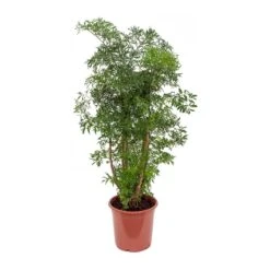Polyscias Ming - Aralia Ming 24 Polyscias Ming - Aralia Ming -Plants Sale Store Polyscias Ming Aralia Ming 21x80cm