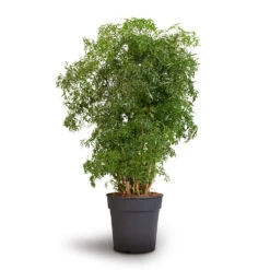 Polyscias Ming - Aralia Ming 23 Polyscias Ming - Aralia Ming -Plants Sale Store Polyscias Ming Aralia Ming 24x80cm