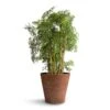 Polyscias Ming - Aralia Ming -Plants Sale Store Polyscias Ming Aralia Ming 24x80cm Claire Artstone Plant Pot Oak 32x29cm