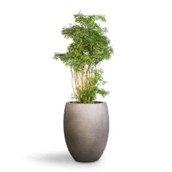 Grigio Tall Balloon Planter - Natural Concrete 8 Grigio Tall Balloon Planter - Natural Concrete -Plants Sale Store Polyscias Ming Aralia Ming 24x80cm Grigio Tall Balloon Planter Natural Concrete 40x50cm 1 c61e6f54 217e 409c a403 f5ac0358c30e