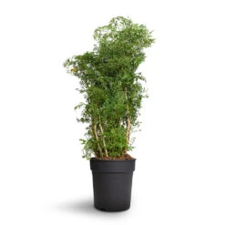 Polyscias Ming - Aralia Ming 25 Polyscias Ming - Aralia Ming -Plants Sale Store Polyscias Ming Aralia Ming 24x80cm 2