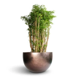 Polyscias Ming - Aralia Ming 20 Polyscias Ming - Aralia Ming -Plants Sale Store Polyscias Ming Aralia Ming 27x110cm Metallic Plant Bowl Matt Coffee 45x27cm