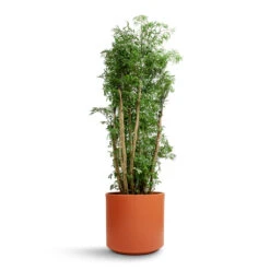 Polyscias Ming - Aralia Ming 29 Polyscias Ming - Aralia Ming -Plants Sale Store Polyscias Ming Aralia Ming 27x110cm Prague Plant Pot Cayenne 28x24cm 837d3368 c294 4074 9145 8949759934e8