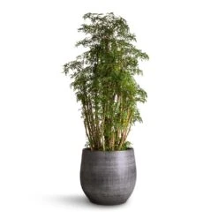 Polyscias Ming - Aralia Ming 22 Polyscias Ming - Aralia Ming -Plants Sale Store Polyscias Ming Aralia Ming 27x90 Esra Plant Pot Mystic Grey 36x32cm