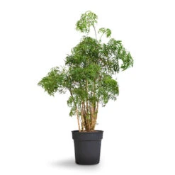 Polyscias Ming - Aralia Ming 21 Polyscias Ming - Aralia Ming -Plants Sale Store Polyscias Ming Aralia Ming 27x90cm