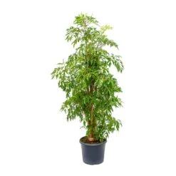 Polyscias Ming - Aralia Ming 28 Polyscias Ming - Aralia Ming -Plants Sale Store Polyscias Ming Aralia Ming 29x130cm