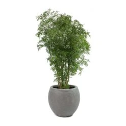 Abby Ball Plant Pot - Ridged Dark Grey -Plants Sale Store Polyscias Ming Aralia Ming Abby Plant Pot bb1d37f9 0bc3 42e1 a22b 28e1495cd3aa