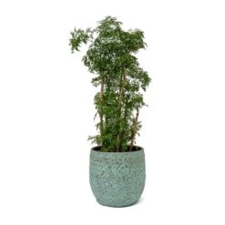 Polyscias Ming - Aralia Ming 30 Polyscias Ming - Aralia Ming -Plants Sale Store Polyscias Ming Aralia Ming Evi Plant Pot Antique Bronze