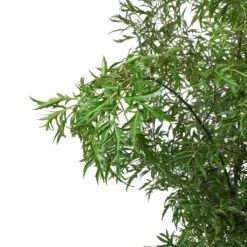 Polyscias Ming - Aralia - HydroCare -Plants Sale Store Polyscias Ming Aralia Ming Leaves ae0bd3d4 d8a6 4bf9 bf22 3908e6fa299e