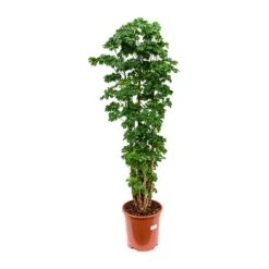 Polyscias Roble - Aralia Roble -Plants Sale Store Polyscias Roble Aralia Roble 27x100cm