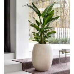 Polystone Coated Plain Balloon Planter - Natural -Plants Sale Store Polystone Coated Plain Balloon Planter Natural Strelitzia