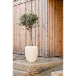 Polystone Coated Plain Coppa Planter - Natural -Plants Sale Store Polystone Coated Plain Coppa Planter Natural Lifestyle