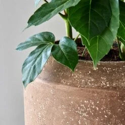 Polystone Coated Plain Coppa Planter - Rock -Plants Sale Store Polystone Coated Plain Coppa Planter Rock 4