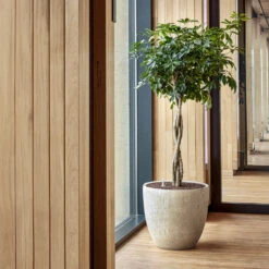 Raindrop Egg Planter - Stone -Plants Sale Store Raindrop Couple Stone