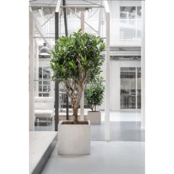 Raindrop Cube Planter - Stone -Plants Sale Store Raindrop Cube Planter Stone Lifestyle