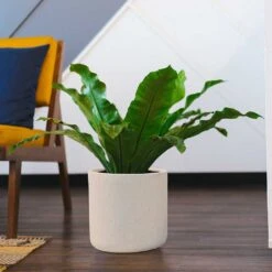 Raindrop Round Planter - Stone -Plants Sale Store Raindrop Round Planter Stone Indoor Plant