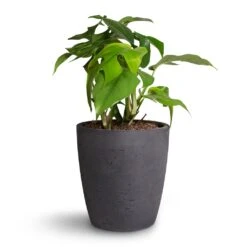Gerben Plant Pot - Black Washed -Plants Sale Store Rhaphidophora tetrasperma Monstera minima 12x25cm Gerben Plant Pot Black Washed 15x16cm 736e19be d79b 48b4 81f3 df461d50577d