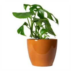 Rhaphidophora Tetrasperma - Monstera Minima 39 Rhaphidophora Tetrasperma - Monstera Minima -Plants Sale Store Rhaphidophora tetrasperma Monstera minima 12x25cm Sven Plant Pot Mandarin 15x12cm