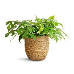 Cody Plant Pot - Straw Grass 25 Cody Plant Pot - Straw Grass -Plants Sale Store Rhaphidophora tetrasperma Monstera minima 15x25cm Cody Plant Pot Straw Grass 22x20cm a01898d3 36eb 4449 bfff f595c0b910e5