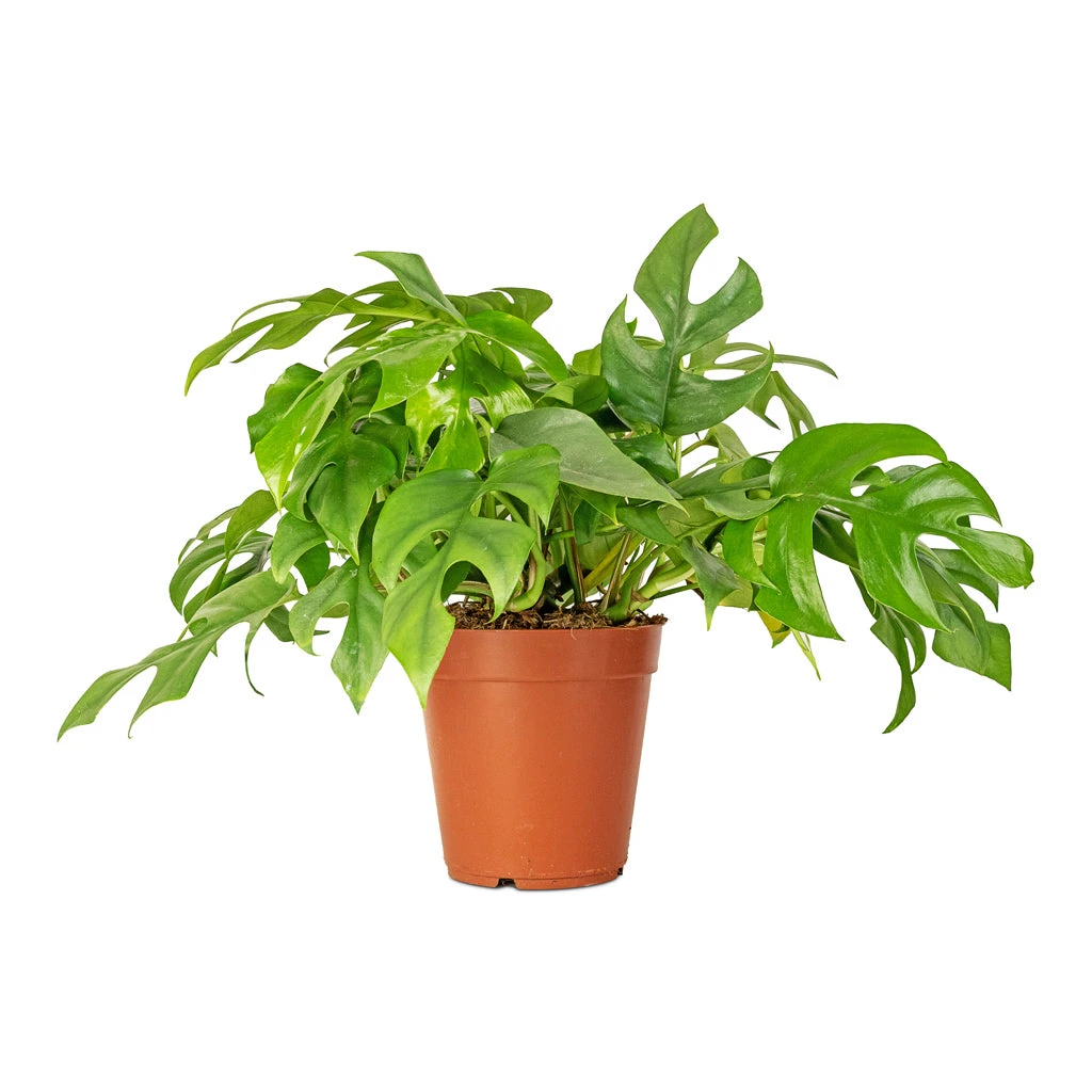 Rhaphidophora Tetrasperma - Monstera Minima 7 Rhaphidophora Tetrasperma - Monstera Minima - Image 5