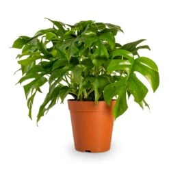 Rhaphidophora Tetrasperma - Monstera Minima 28 Rhaphidophora Tetrasperma - Monstera Minima -Plants Sale Store Rhaphidophora tetrasperma Monstera minima Houseplant 15x40cm