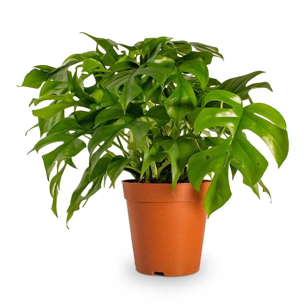 Rhaphidophora Tetrasperma - Monstera Minima 9 Rhaphidophora Tetrasperma - Monstera Minima - Image 7