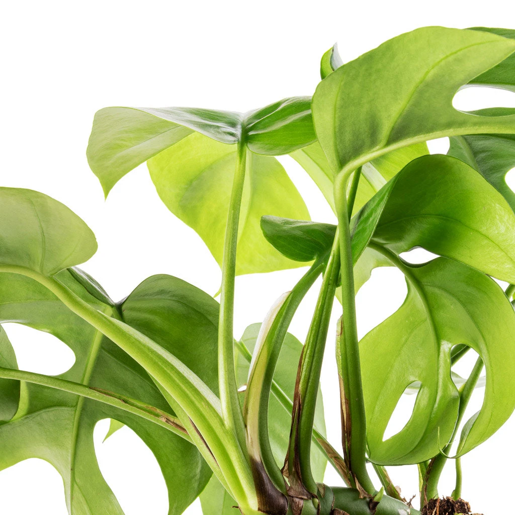 Rhaphidophora Tetrasperma - Monstera Minima 10 Rhaphidophora Tetrasperma - Monstera Minima - Image 8