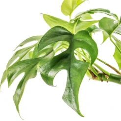 Rhaphidophora Tetrasperma - Monstera Minima 27 Rhaphidophora Tetrasperma - Monstera Minima -Plants Sale Store Rhaphidophora tetrasperma Monstera minima Swatch